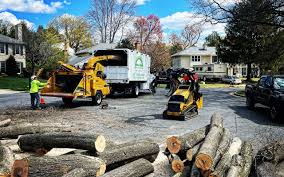 Best Arborist Consultation Services  in Englewood Cliffs, NJ