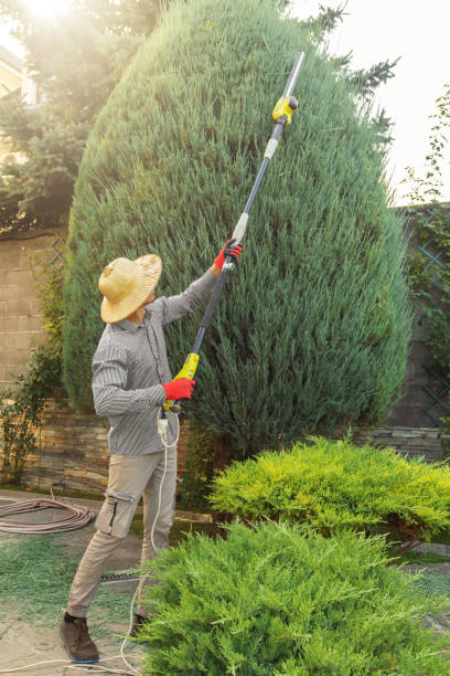 Professional Tree Services in Englewood Cliffs, NJ